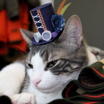 Image for: Cat modelling hat