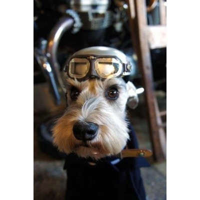 Image for: Aviator Dog