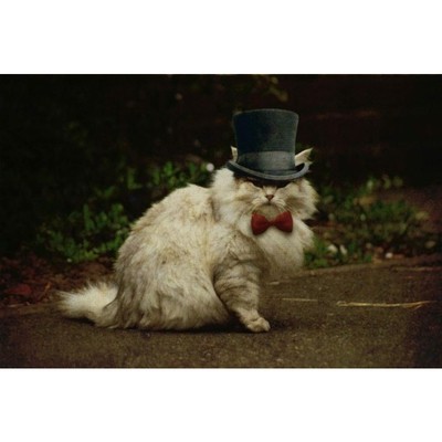 Image for: Cat in a hat
